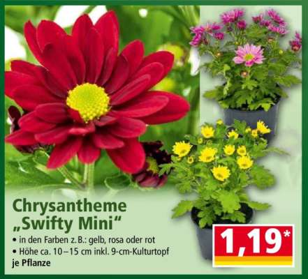 Chrysantheme „Swifty Mini“