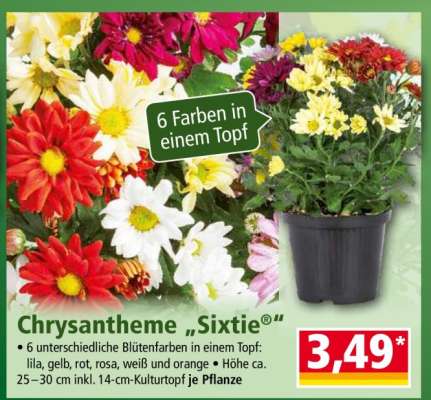 Chrysantheme „Sixtie®“