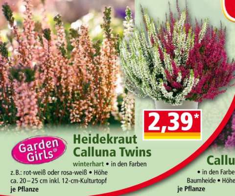 Garden Girls Heidekraut Calluna Twins
