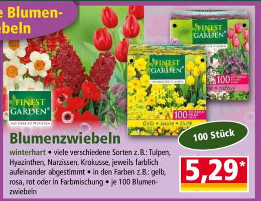 BLUMENZWIEBELN