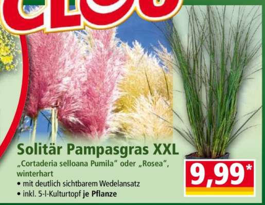 Solitär Pampasgras XXL