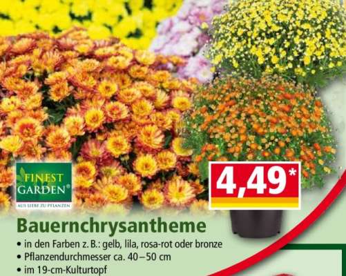 Bauernchrysantheme