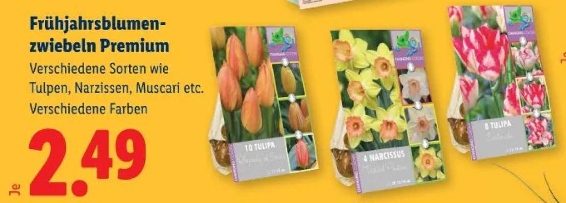 Frühjahrsblumenzwiebeln Premium