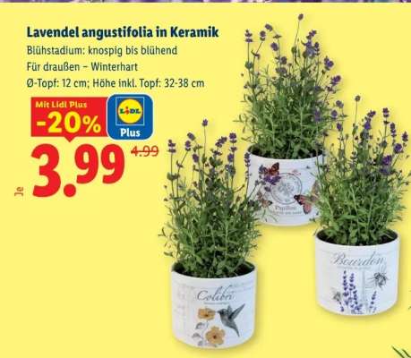 Lavendel angustifolia in Keramik