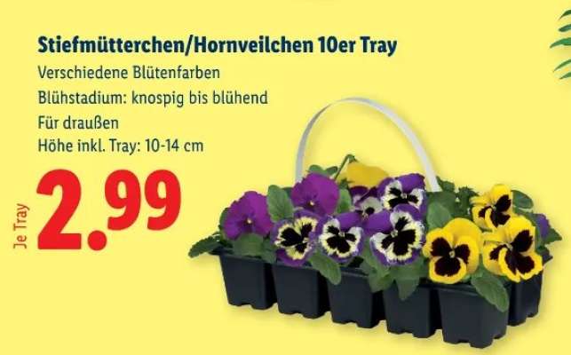 Stiefmütterchen/Hornveilchen 10er Tray