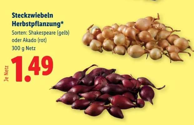 Steckzwiebeln Herbstpflanzung