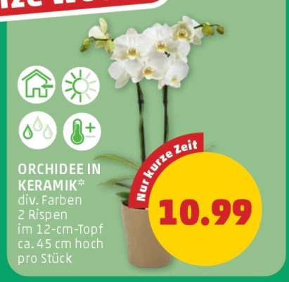 ORCHIDEE IN KERAMIK