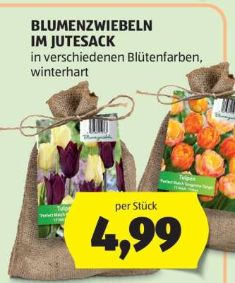 BLUMENZWIEBELN IM JUTESACK
