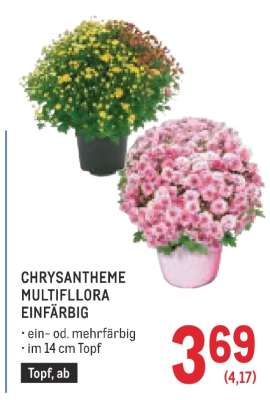 CHRYSAntheme Multiflora Einfärbig