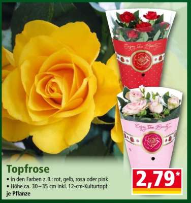 Topfrose