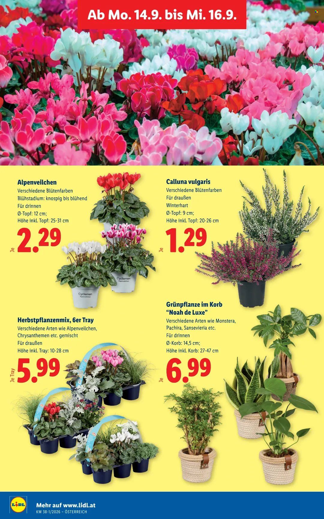 Angebote Lidl - 10.9.2026 - 16.9.2026. Seite 31