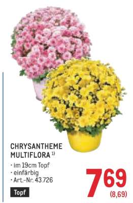 CHRYSANTHEME MULTIFLORA