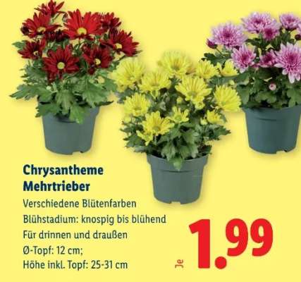Chrysantheme Mehrtrieber