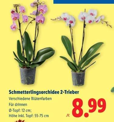 Schmetterlingsorchidee 2-Trieber