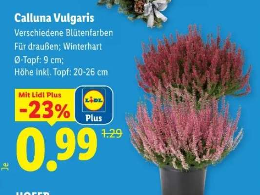 Calluna Vulgaris
