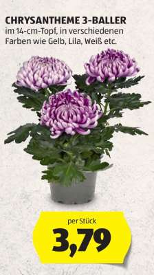 CHRYSANTHEME 3-BALLER