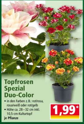 Topfrosen Spezial Duo-Color