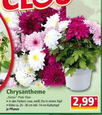Chrysantheme