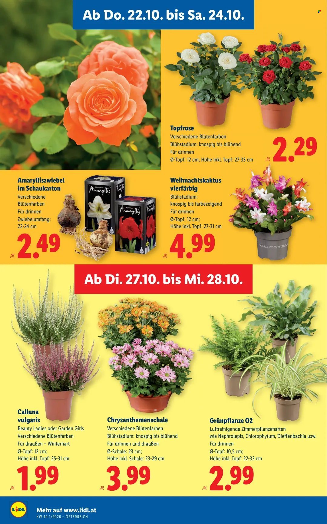 Angebote Lidl - 22.10.2026 - 28.10.2026. Seite 32